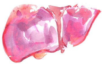 Ayurveda 101 // Anatomy of Pitta