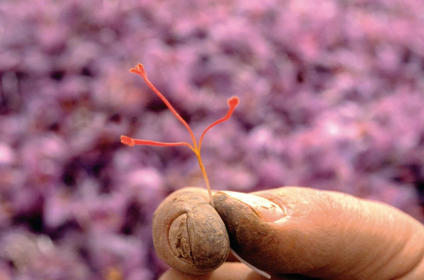 Hand picking certified organic saffron, Ayurvedic herb for blood cleansing